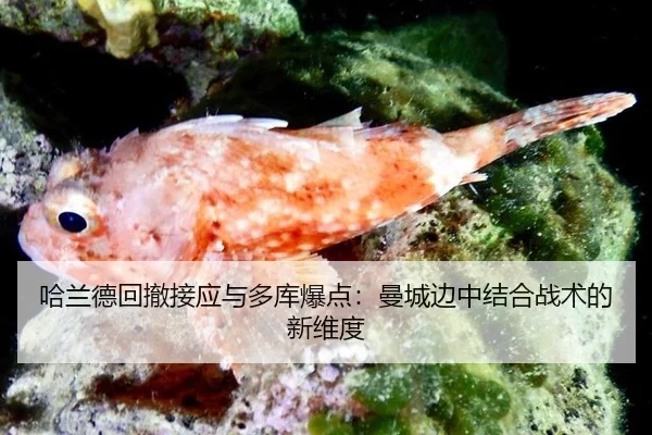 ha-lan-de-hui-che-jie-ying-yu-duo-ku-bao-dian-man-cheng-bian-zhong-jie-he-zhan-shu-de-xin-wei-du-3-847.jpg