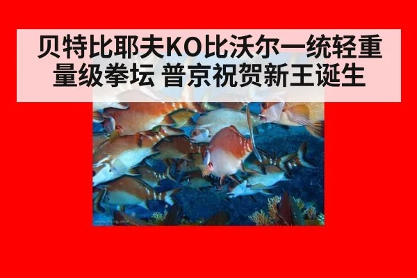 贝特比耶夫KO比沃尔一统轻重量级拳坛 普京祝贺新王诞生